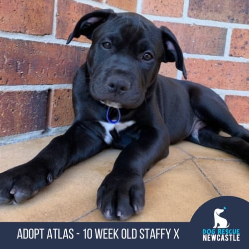 Atlas - 10 Week Old Staffy X (Trial)