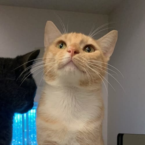 Alistair