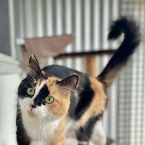 Kaira
