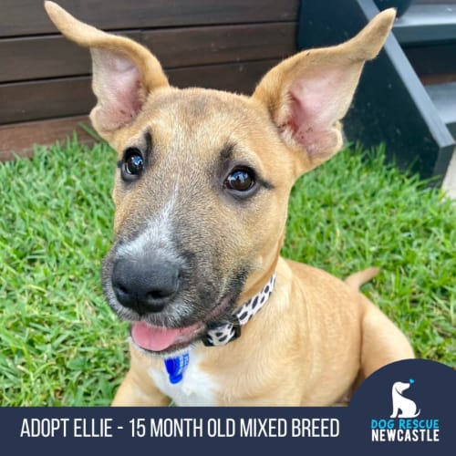 Ellie - 15 Week Old Mixed Breed (Trial)
