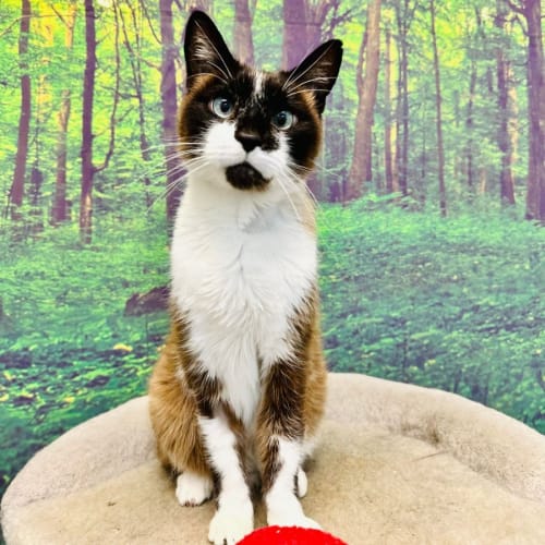 Glen - Located in Preston