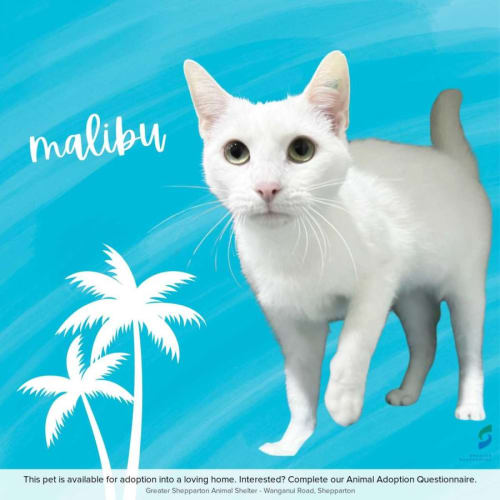 Malibu