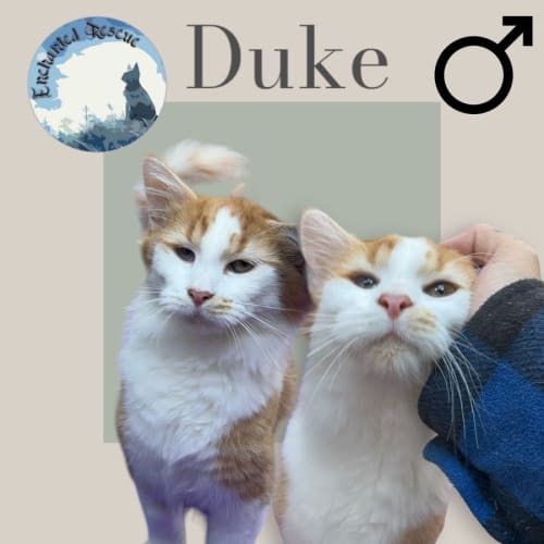 Duke