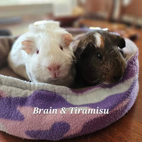 Brain & Tiramisu