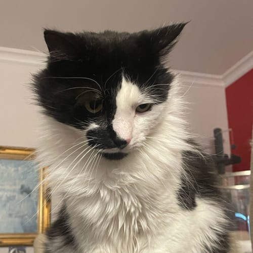 Oscar