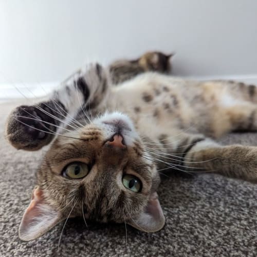 Beatrix - Domestic Short Hair Cat