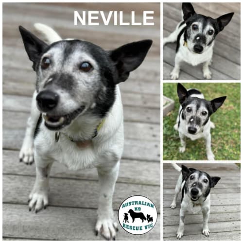 Neville 