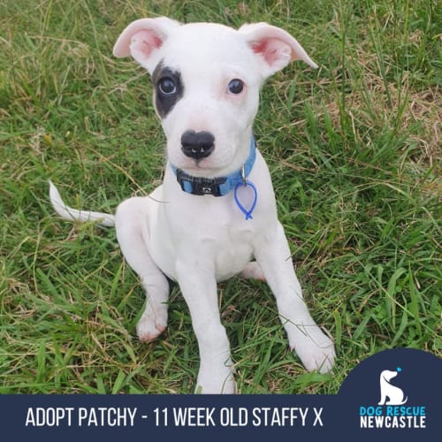 Patchy - 11 Week Old Staffy X