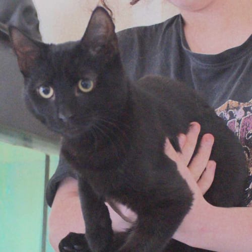 Fred (Meet Me At Going Troppo Fish & Pets)