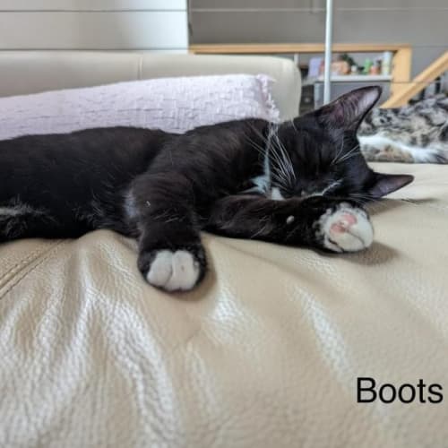 Boots