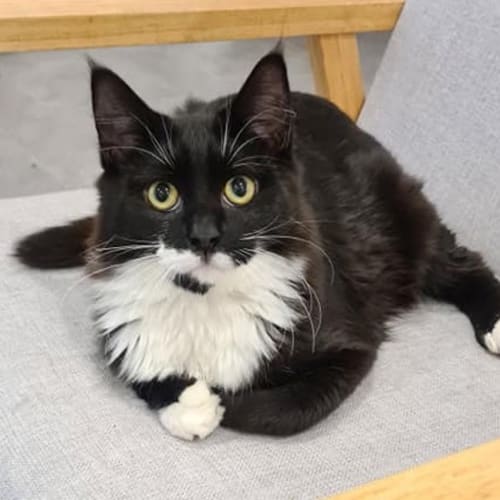 Klaus