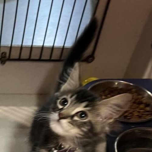 Oreo