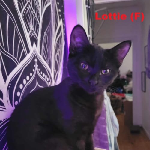 Lottie
