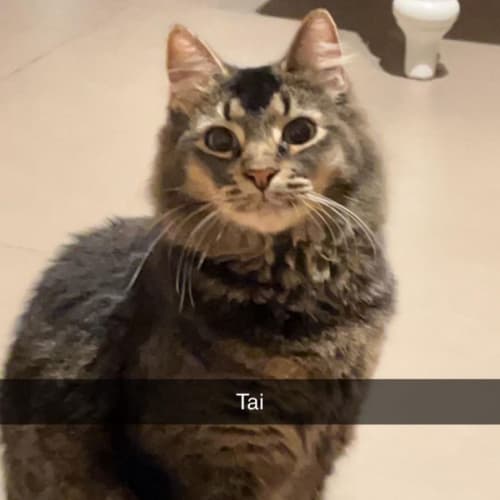 Tai