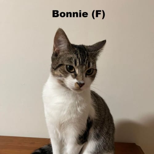 Bonnie
