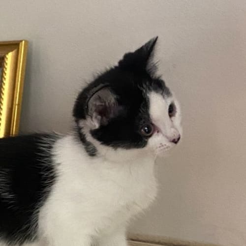 Mimi