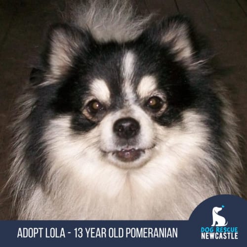 Lola - 13 Year Old Pomeranian (Trial)