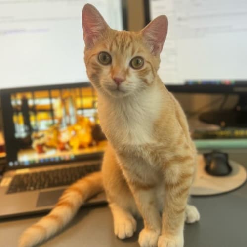 Mango