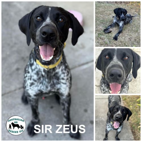 Sir Zeus 
