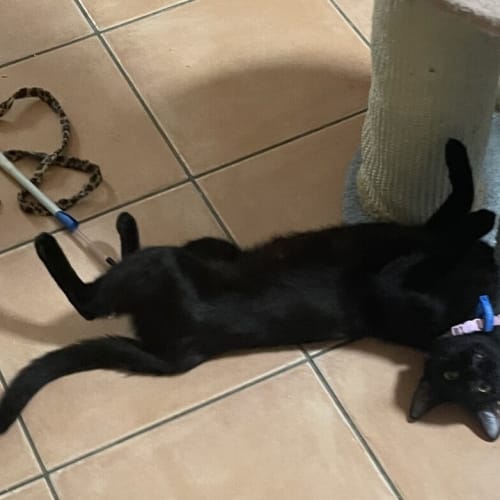 Lulu