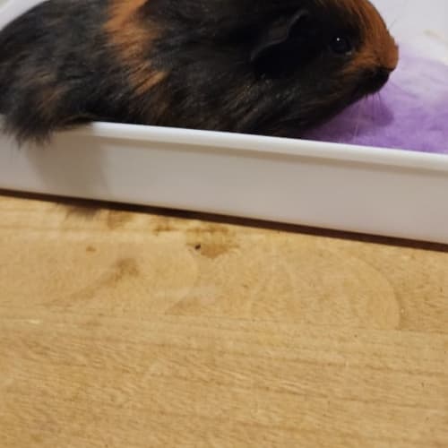 Odin