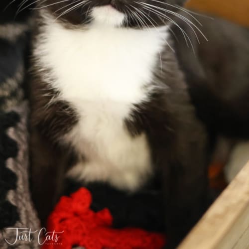 Tabitha - Petstock