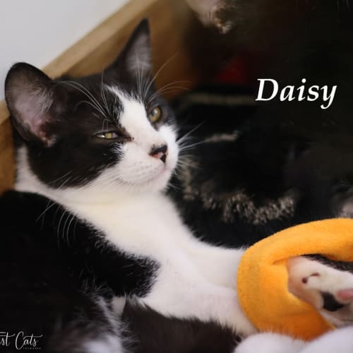 Daisy