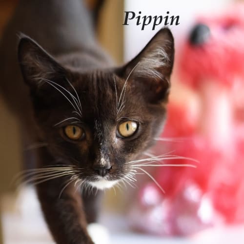 Pippin - Petstock
