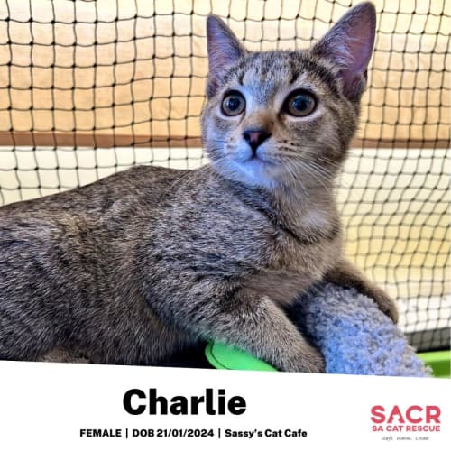 Charlie