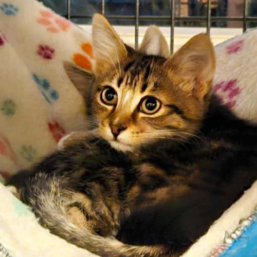 Janik **2nd Chance Cat Rescue**