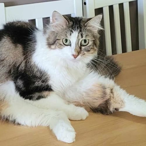 Florence ** 2nd Chance Cat Rescue**