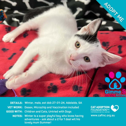 Winter Just $50 Limited Time!