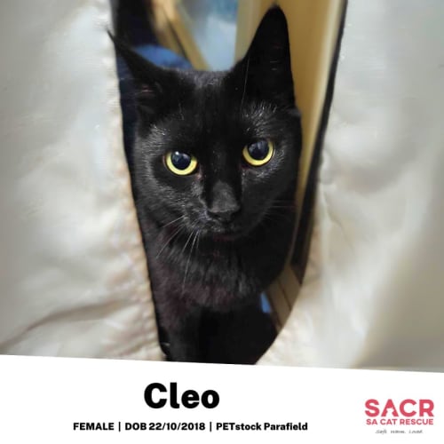 Cleo