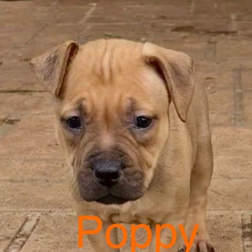 Poppy