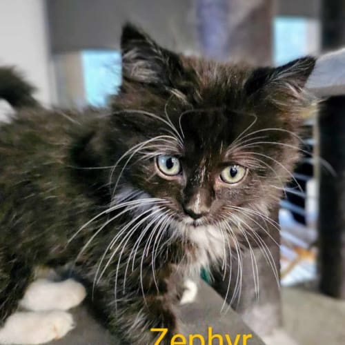 Zephyr meet me@ Petstock Mornington central store 