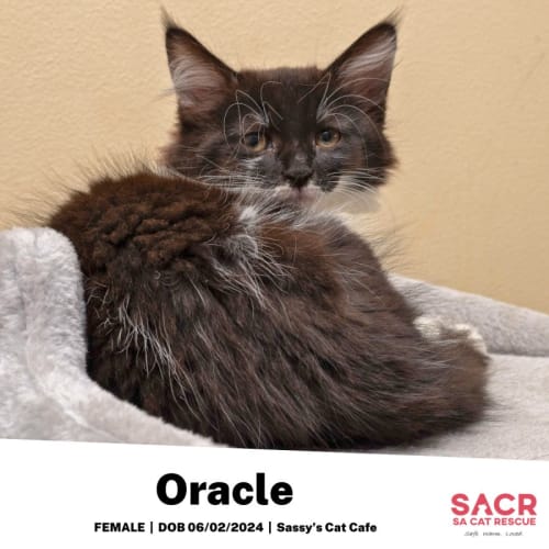 Oracle
