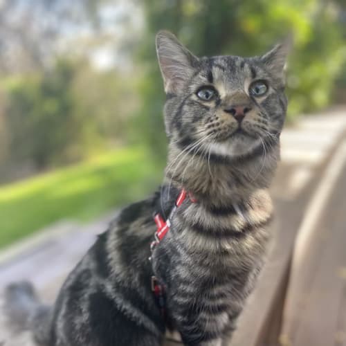 Ronnie (Ronaldo) 🐈‍⬛