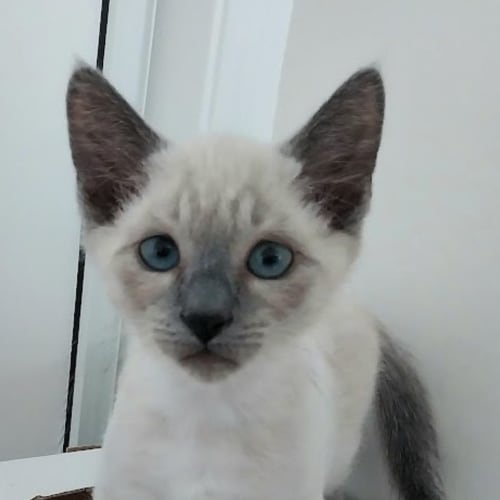 Blueberry