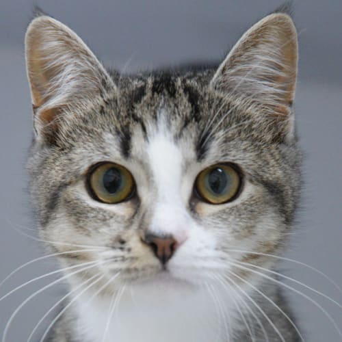 Stella