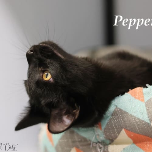 Pepper - Petstock Invermay