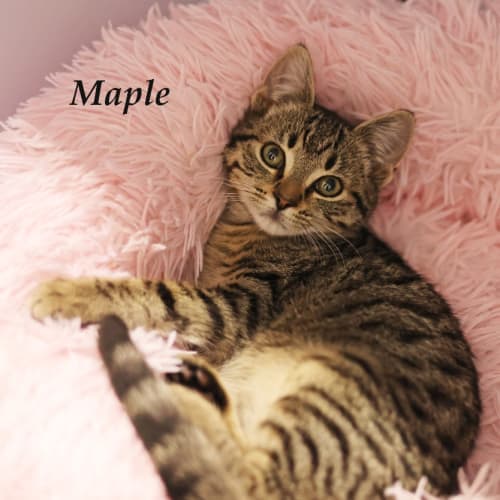 Maple