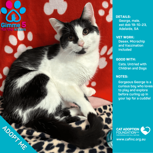 George Just $50 Limited Time!