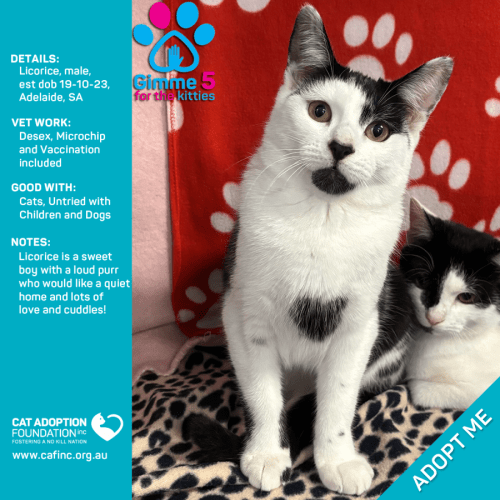 Licorice Just $50 Limited Time!