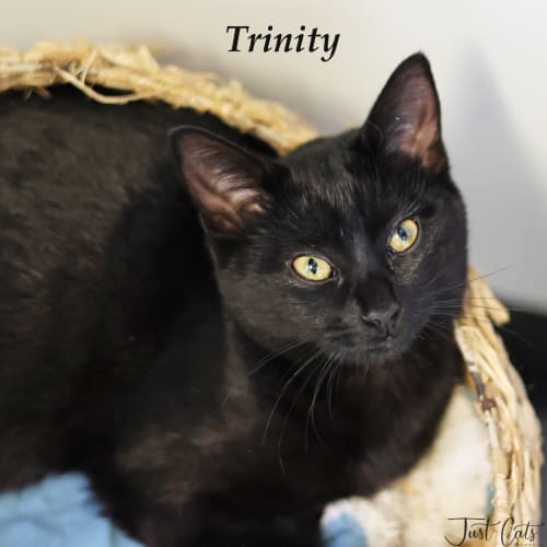 Trinity