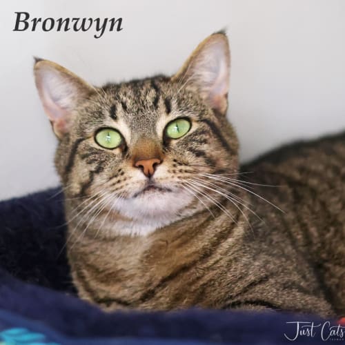 Bronwyn