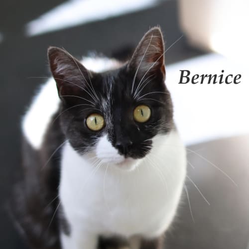 Bernice