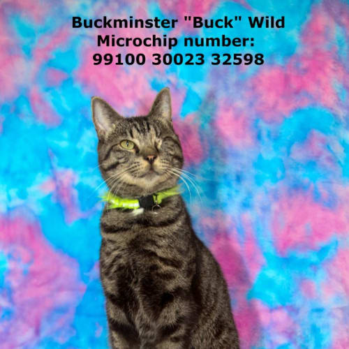 Buckminster "Buck" Wild