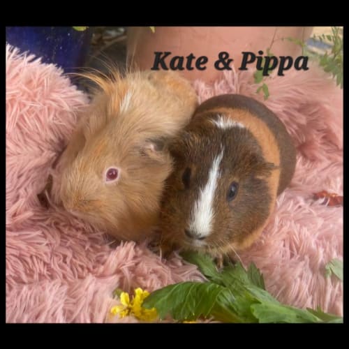 Kate & Pippa