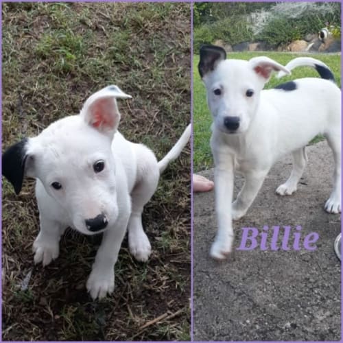 Billie