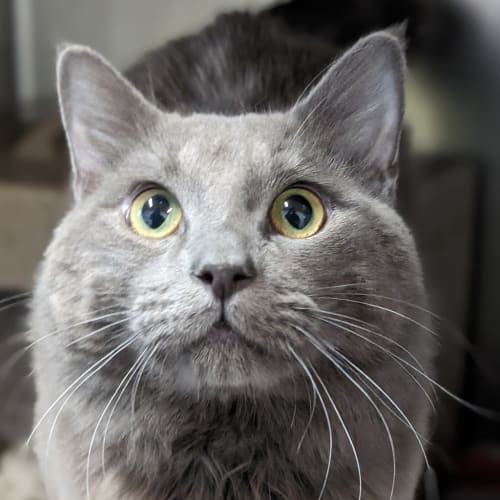 Cosmo